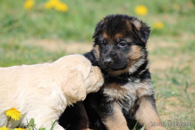 chiot berger allemand a donner