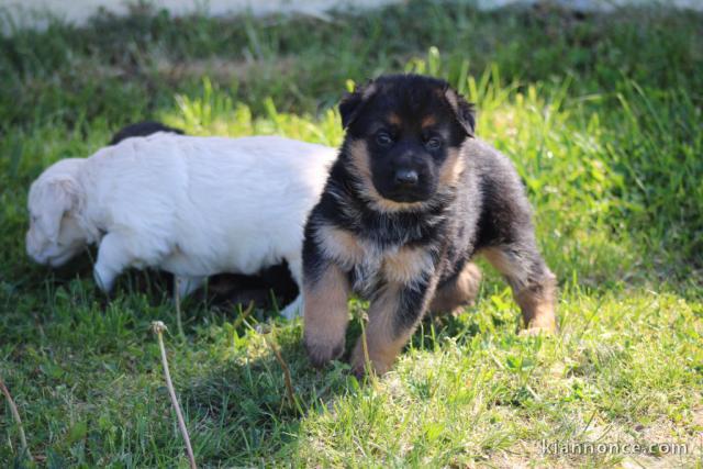 chiot berger allemand a donner