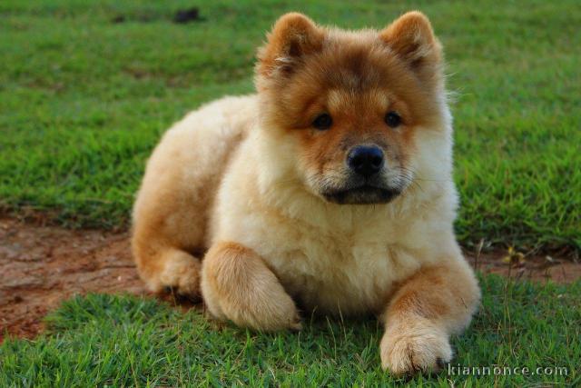 adorables chow chow a donner