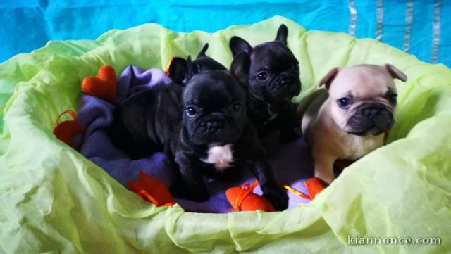 Chiots Bouledogue Français