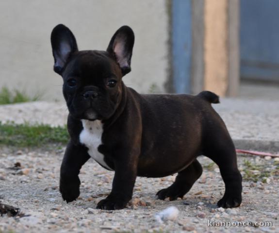 Chiots Bouledogue Français