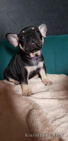 Chiots Bouledogue Français