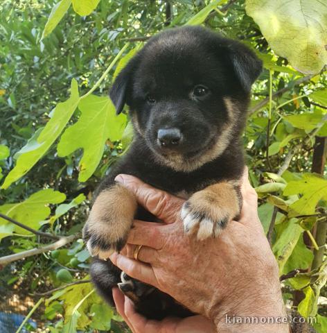 Chiots Shiba A donner contre bon soin