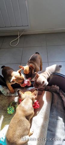 Chiots Bouledogue Français