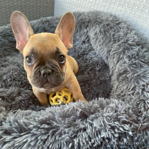 Chiot bouledogue français femelle age de 4 mois