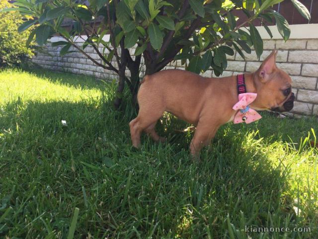 Chiot bouledogue français femelle age de 3 mois