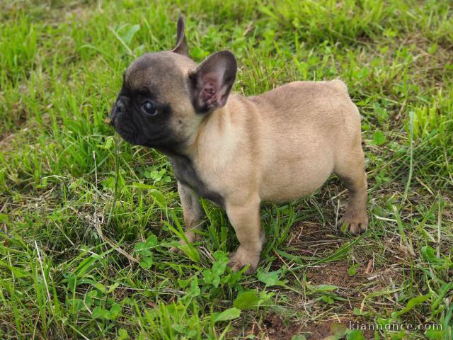 Chiot bouledogue français femelle age de 3 moi