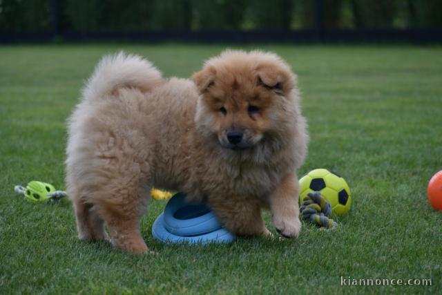 A donner magnifique chiot type chow chow femelle