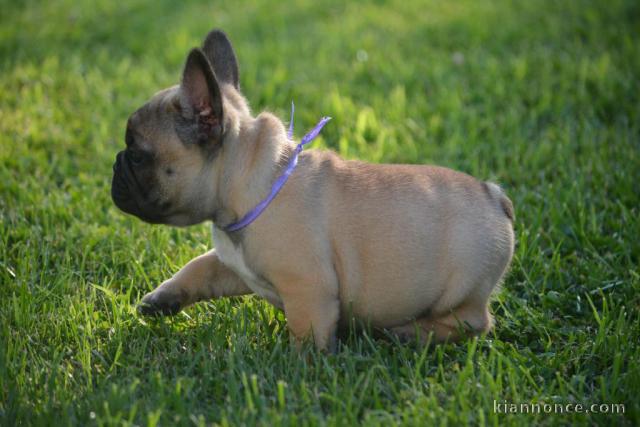 À donner chiot bouledogue français rouge fauve