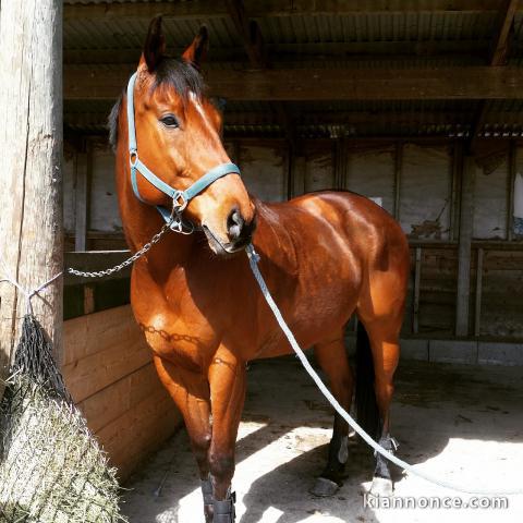 Donnes cheval en forme hongre Quarter de 8 ans