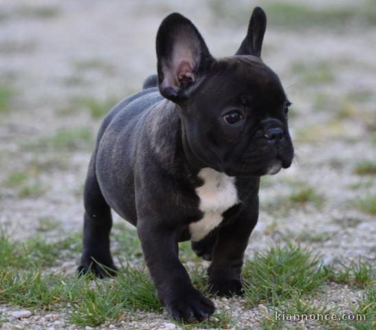 Chiots Bouledogue Français