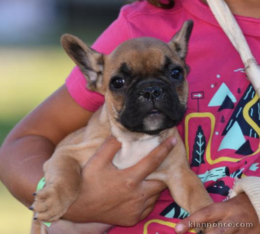 Chiots Bouledogue Français