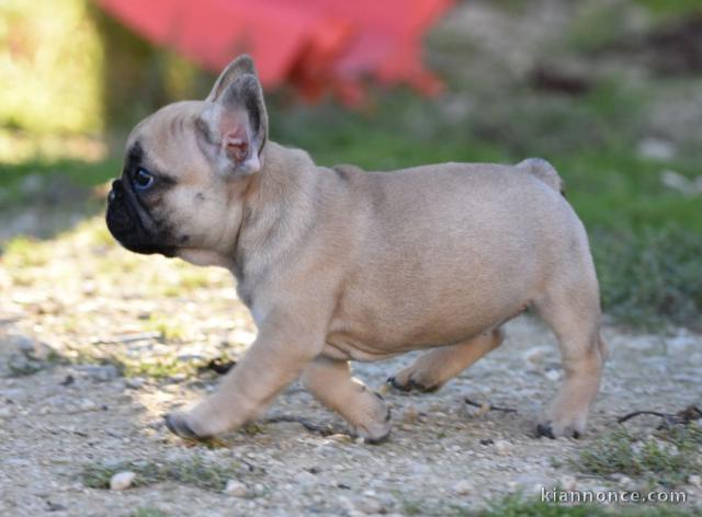 Chiots Bouledogue Français