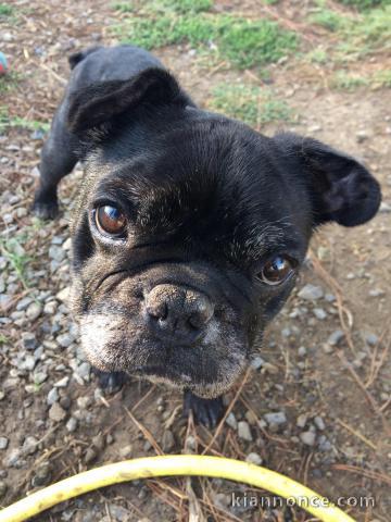 Chiots Bouledogue Français