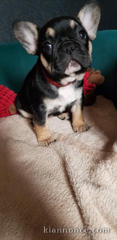 Chiots Bouledogue Français