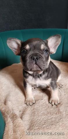 Chiots Bouledogue Français