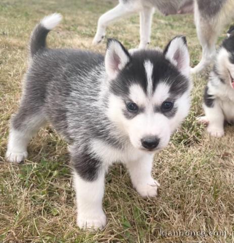 Magnifiques chiots Husky Siberie Femelles et Mâles LOF