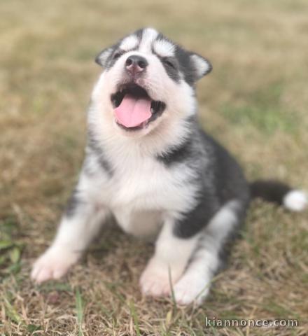 magnifiques Chiots Husky Sibérien LOF 1 mâle et femelles