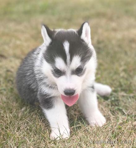 magnifiques Chiots Husky Sibérien LOF 1 mâle et femelles