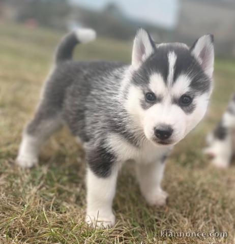 Magnifiques chiots Husky Siberie Femelles et Mâles LOF