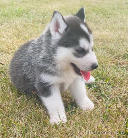 Magnifique 2femelles et male Husky Sibérie