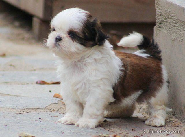 Donne chiot type shih tzu 