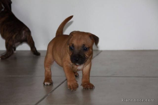 Donne chiot type Bull terrier 