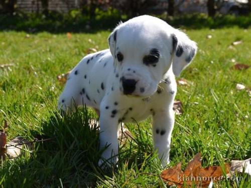 Donne chiot type chiot Dalmatien