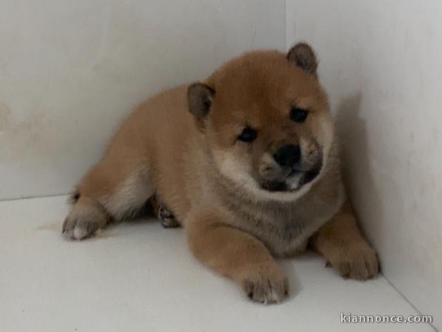 Magnifique  chiot Shiba Inu  à donner