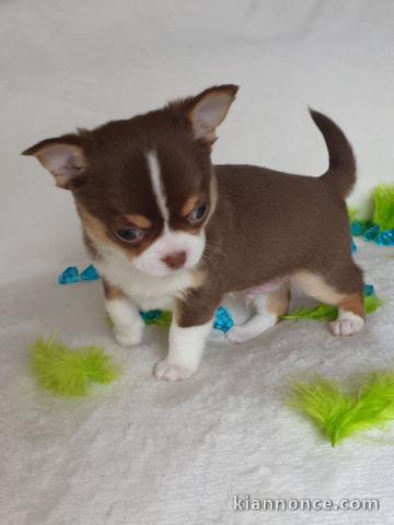 Donne chiot type chiot Chihuahua