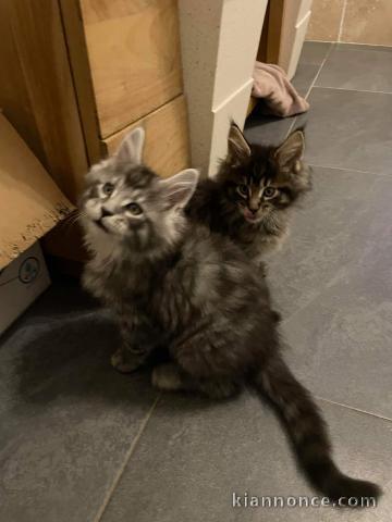 Magnifique chaton mainecoon disponible de suite 