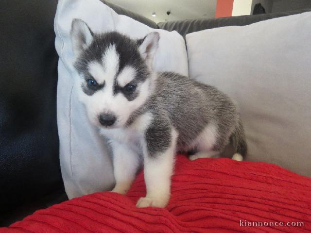 Chiot husky siberian femelle yeux bleu