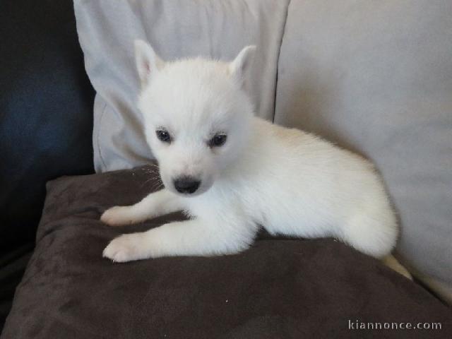 Chiot husky siberian femelle yeux bleu