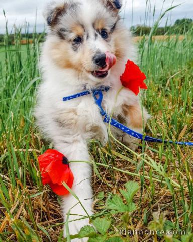 chiots berger de shetland LOF