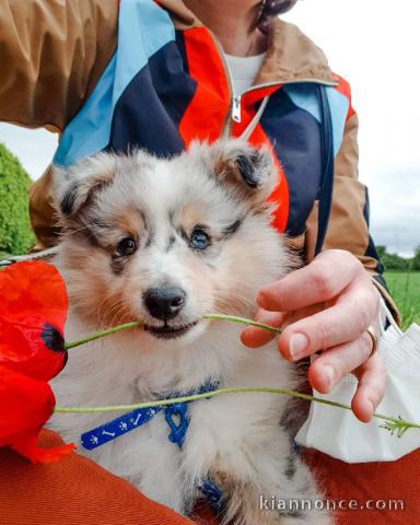 chiots berger de shetland LOF