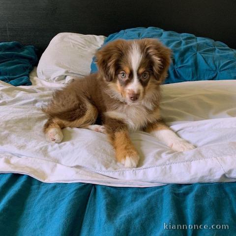  chiots berger de shetland LOF