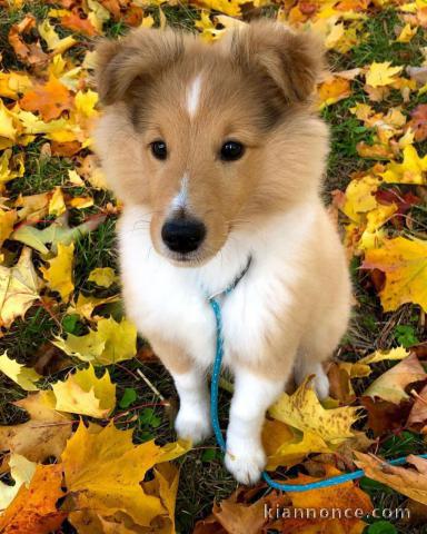  chiots berger de shetland LOF