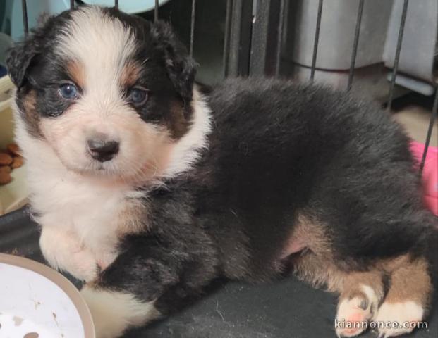 Magnifiques Chiots Berger Australien Pure Race,Grandes Lignées