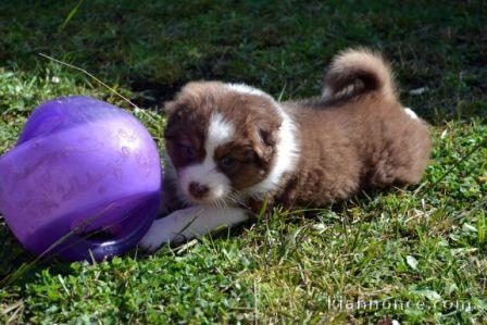 A Donner Chiot Type Berger Australien Femelle