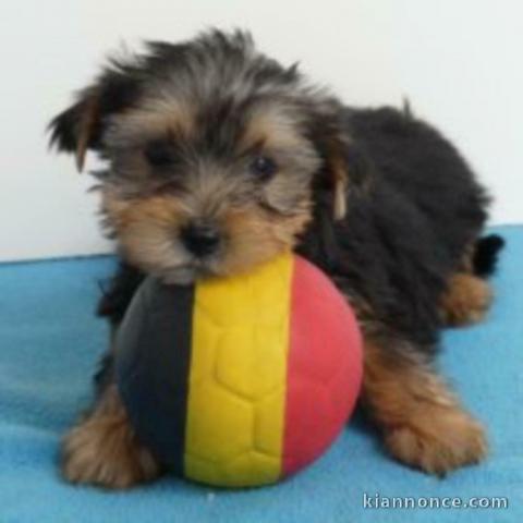 Donne chiot type chiot Yorkshire Terrier