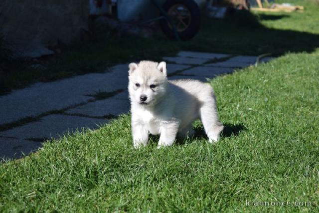 Donne chiot type Husky Sibérien