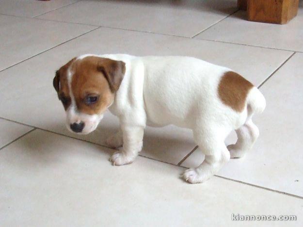 Donne chiot type Jack Russel terrier 