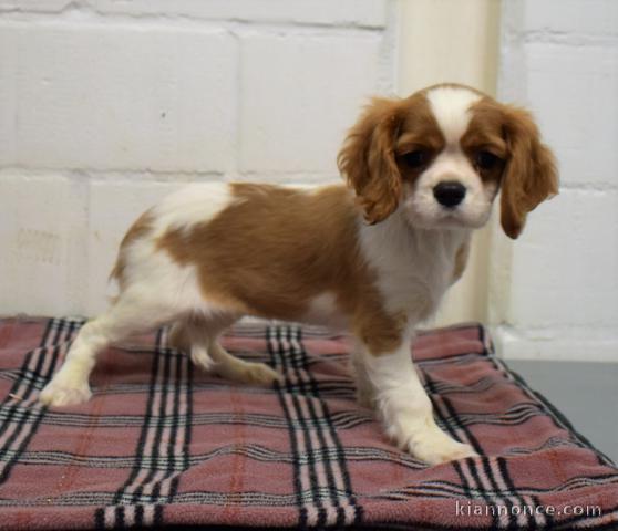 Donne chiot type chiot Cavalier King Charles