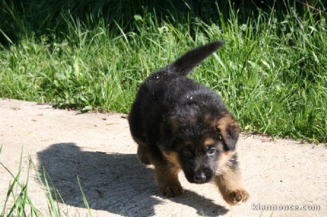 MIGNON Chiot type Berger allemand femelle à donner