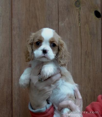 Mignon Chiot blenheim Cavalier King spaniel femelle à Donner