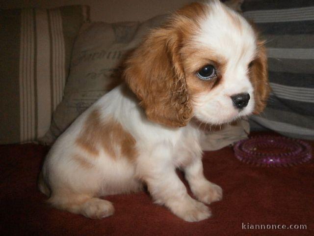 Chiot Cavalier King Charles femelle à donner