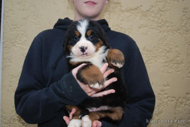 À Donner chiot (Femelle) type bouvier bernois