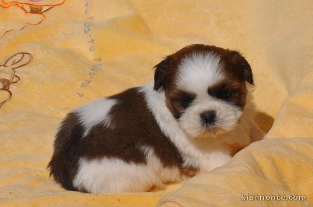 À donner Chiot type SHIH TZU femelle