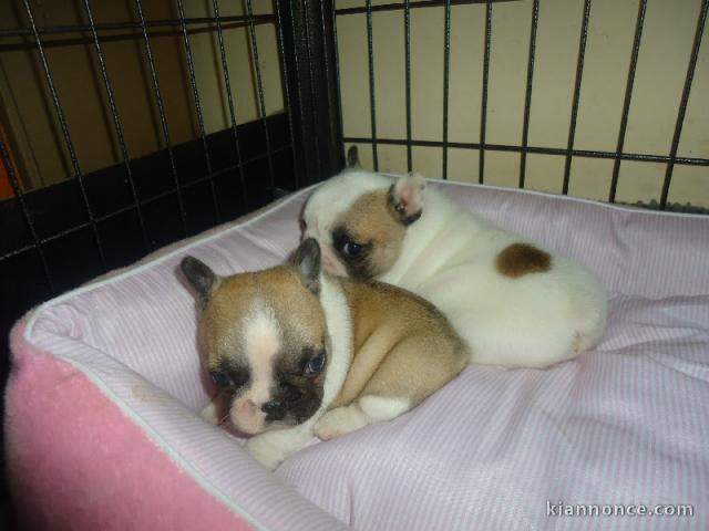 A DONNER chiots type bouledogue français M/F