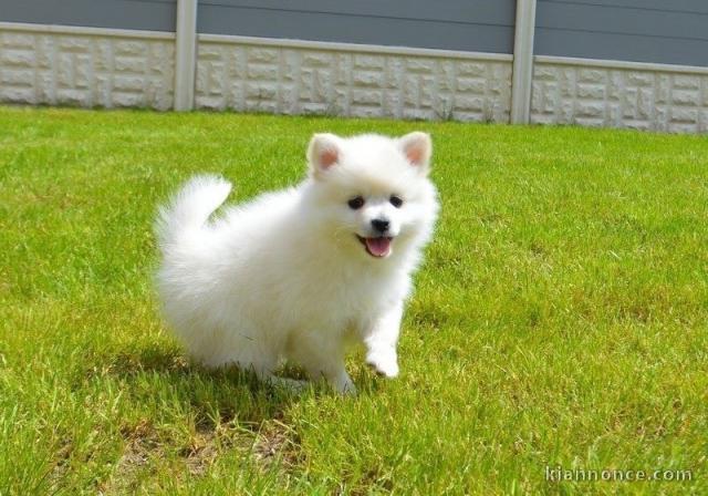 Jolie chiot Spitz pomeranien A DONNER